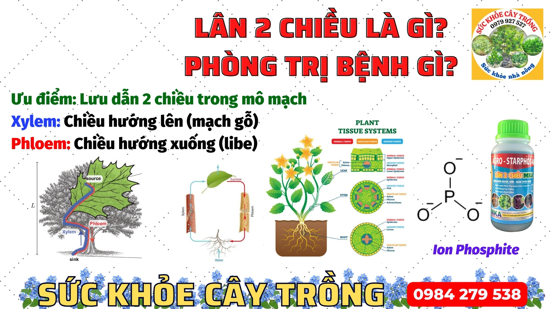 Lân 2 chiều kích kháng và làm khô vết bệnh